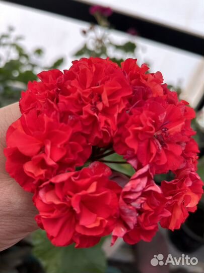 Юг цветы Зевса