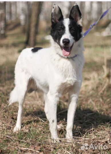 Такая красота пропадает в приюте