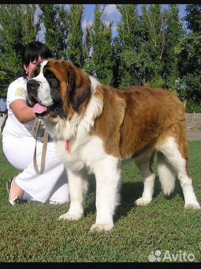 Мастиф собака