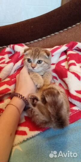 Шотландские вислоухие котята мраморные