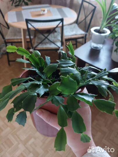 Декабрист фуксия