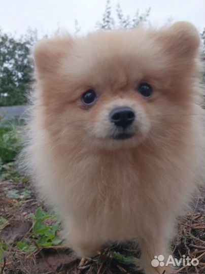 Померанский Шпиц (Мини девочка)