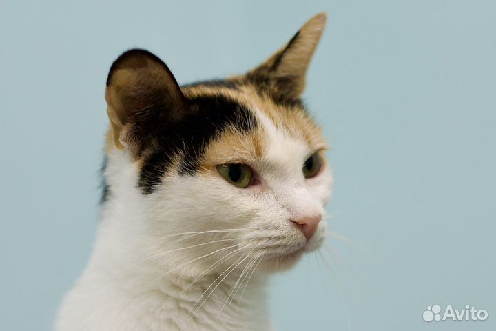 Милая Адель (кошка, около года)