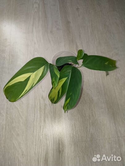 Филодендрон