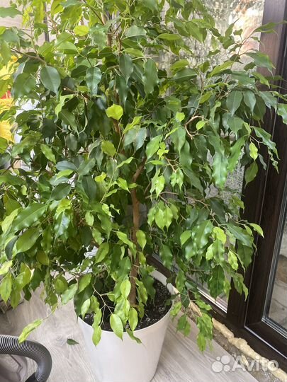 Комнатные цветы фикус