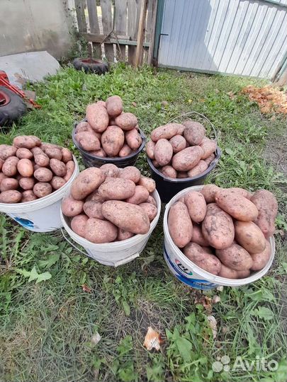 Картофель домашний