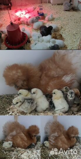 Цыплята. Китайские Шёлковые