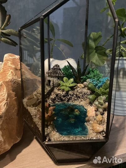 Флорариум суккуленты