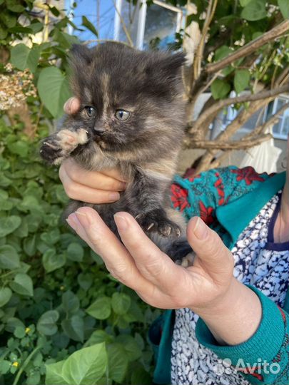 Котята 2 месяца.мальчик и девочка