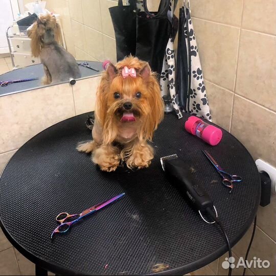 Стрижка собак и кошек, профессионально и быстро