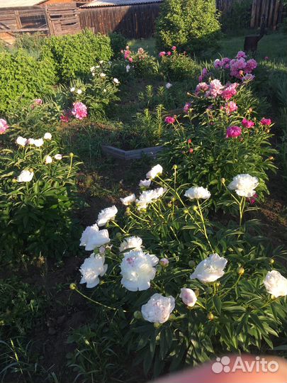 Пионы саженцы корни