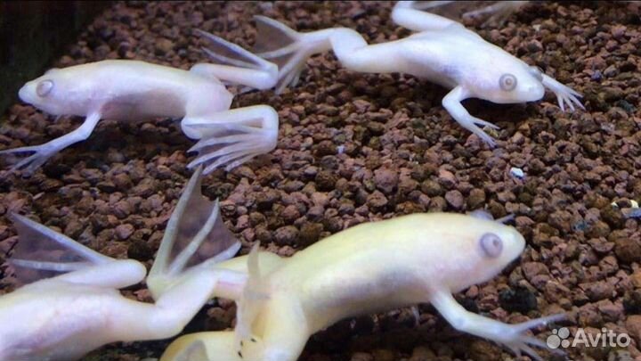 Амфибии, тритоны