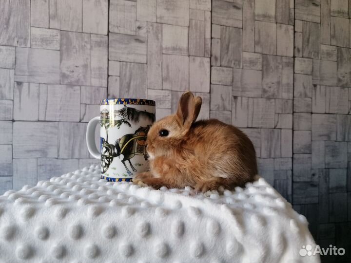 Продам карликовых крольчат