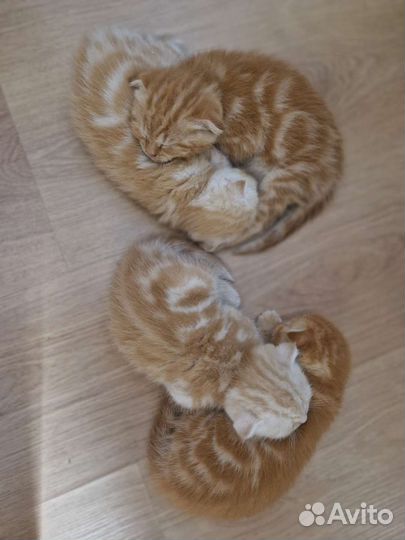 Шотландские вислоухие котята. Видео