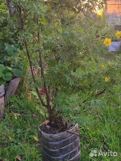 Лапчатка кустарниковая бронь