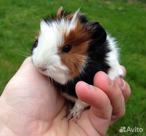 Морские свинки розетка