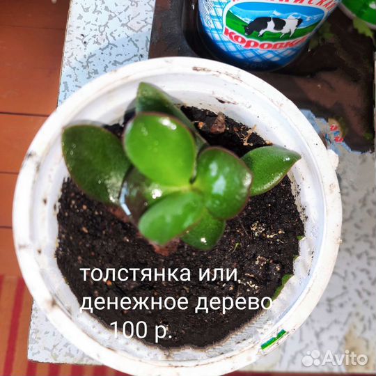Комнатные цветы