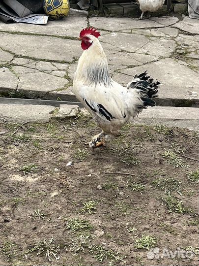 Петухи молодые