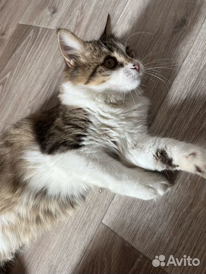 Коты в добрые руки