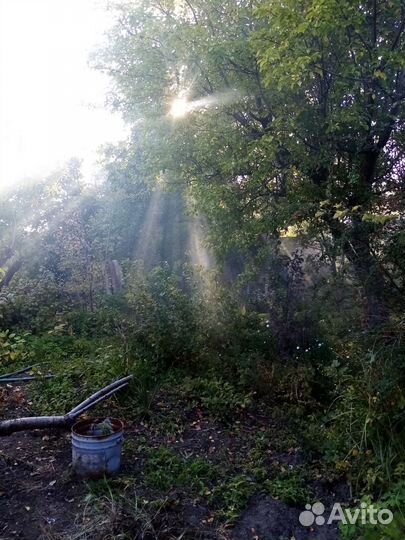 Деревья семена и саженцы