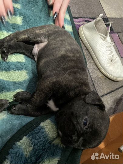 Французский бульдог