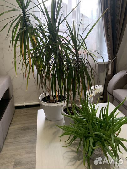 Комнатные цветы драцена