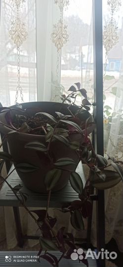 Традесканция зебрина