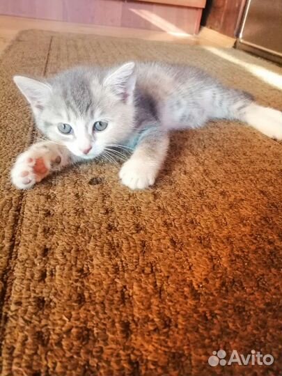 Котята в добрые руки бесплатно