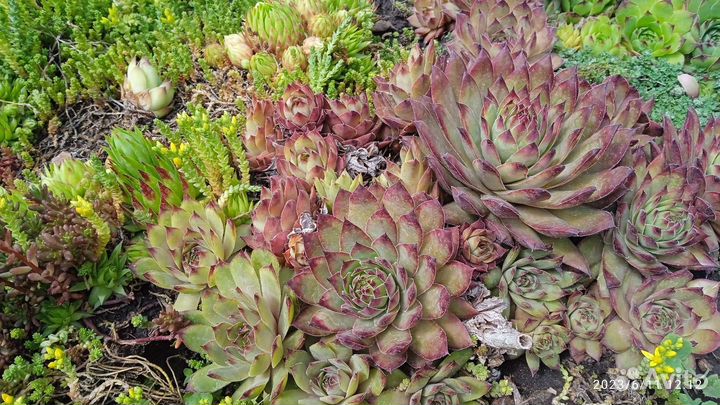 Молодило каменная роза