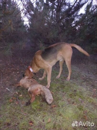 Gps трекер для собак