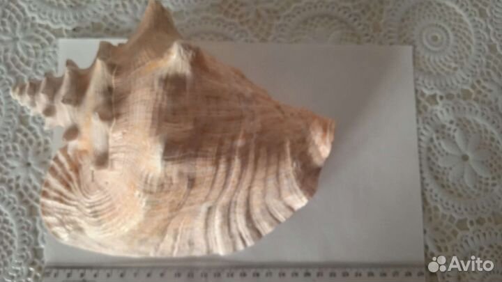 Морские раковины