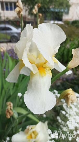 Ирис сортовой