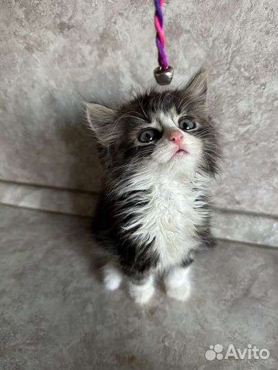 Котенок в добрые руки