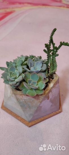 Суккуленты