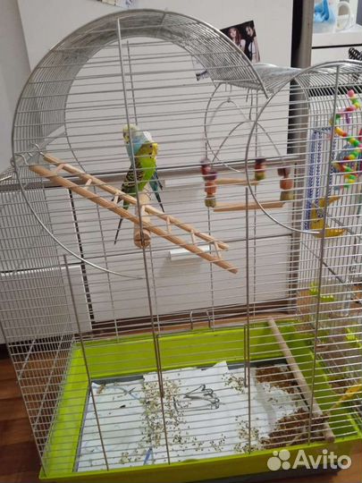 Волнистые попугаи с клеткой