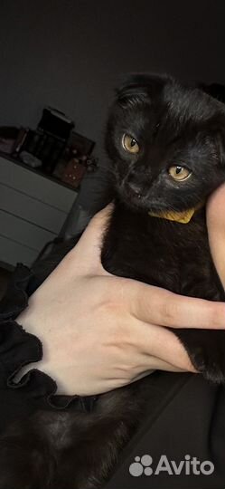 Котенок в добрые руки бесплатно