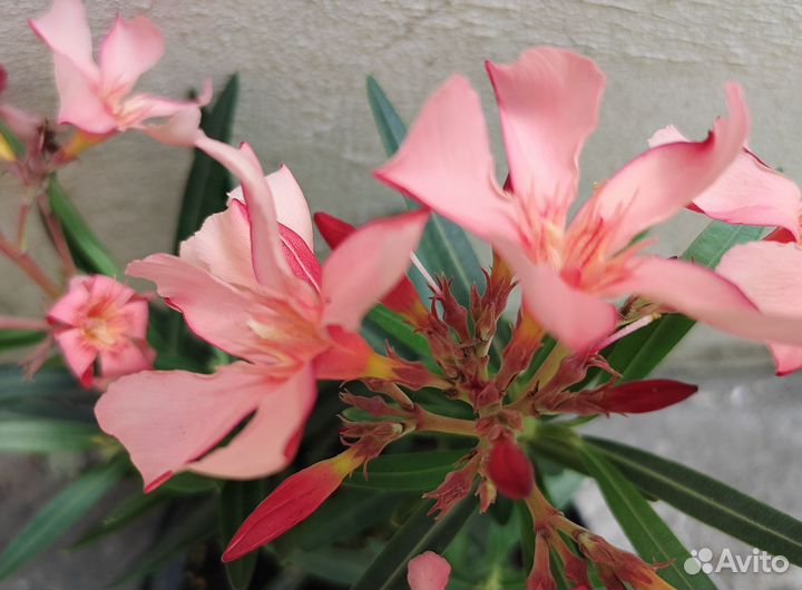 Олеандр карликовый Папа Гамбетта