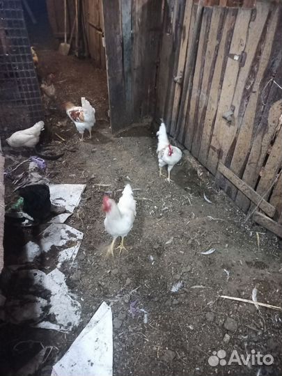 Петух