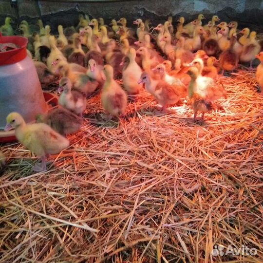 Гусята суточные и подрощенные