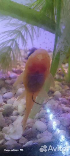 Гуппи,анциструс