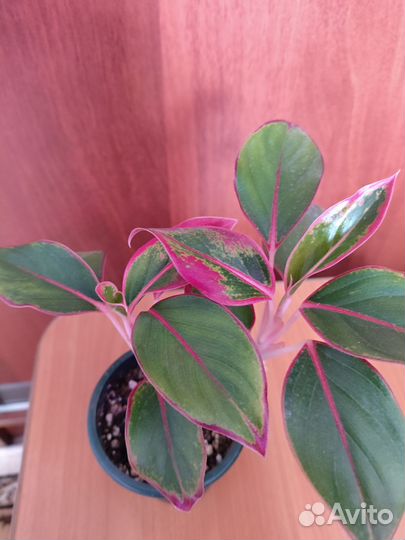 Аглаонема крит