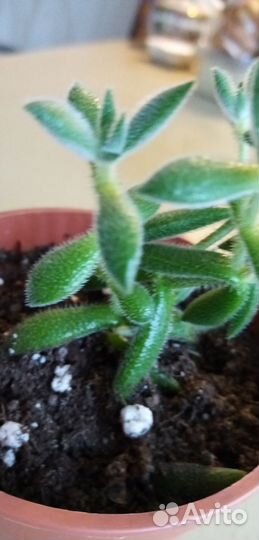 Суккуленты комнатные