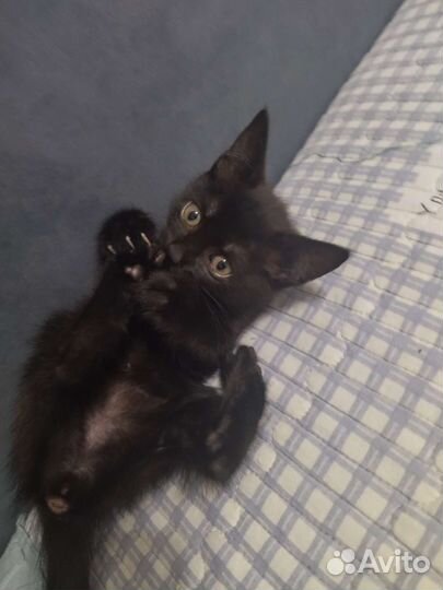 Кошка в дар бесплатно