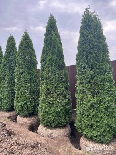 Туя смарагд 400-450см