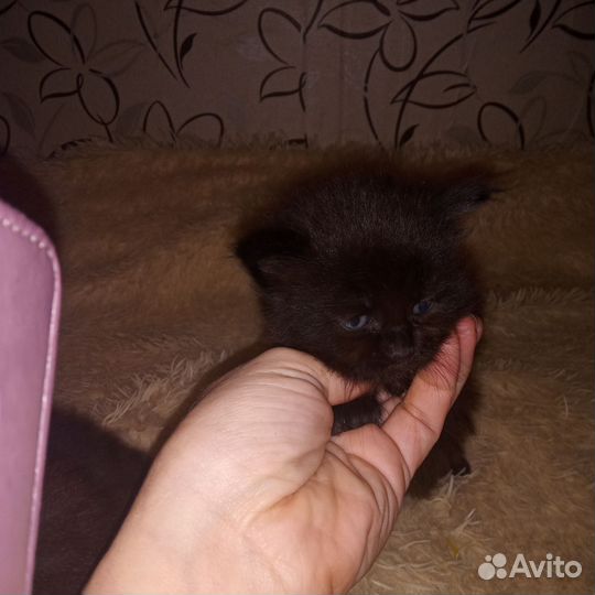 Котята мейкун