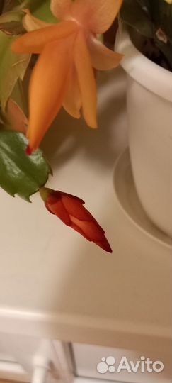 Декабрист шлюмбергера красный