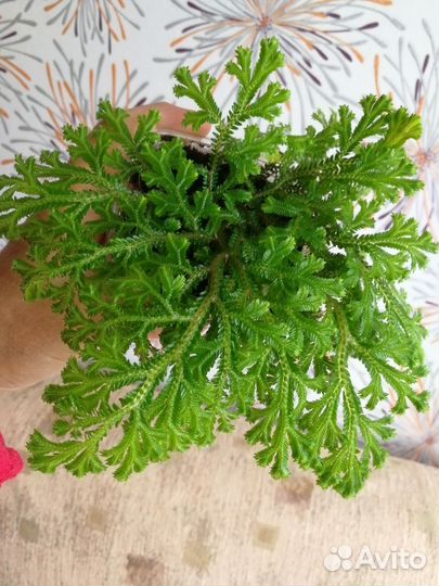 Селагинелла (плаунок)