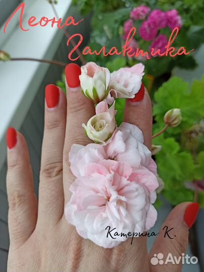 Леона Галактика, пеларгония (герань)