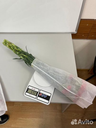 Цветы гвоздика оптом