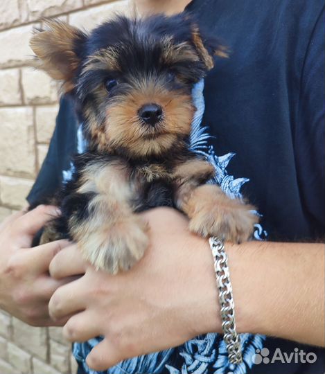 Йоркширский терьер мини щенки